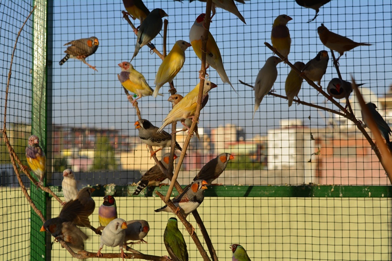 Batmanlı hayvansever beslediği kuşlara bir servet harcadı Batmanlı hayvansever beslediği kuşlara bir servet harcadı